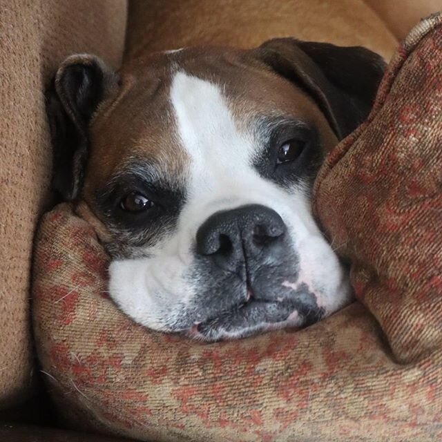 My little Angel!! Ryker makes everything bright and joyful.  Dogs are the best! #boxers #boxersofinstagram #rykerroy #cuteboxer #loveyourdog #dogsarethebest