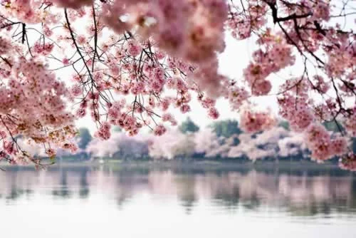 cherry-blossom.jpg