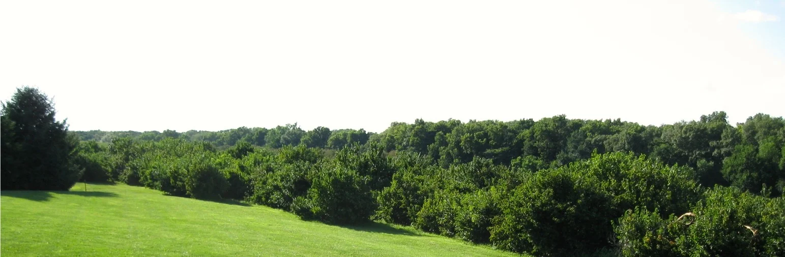 339 - Version 2.jpg
