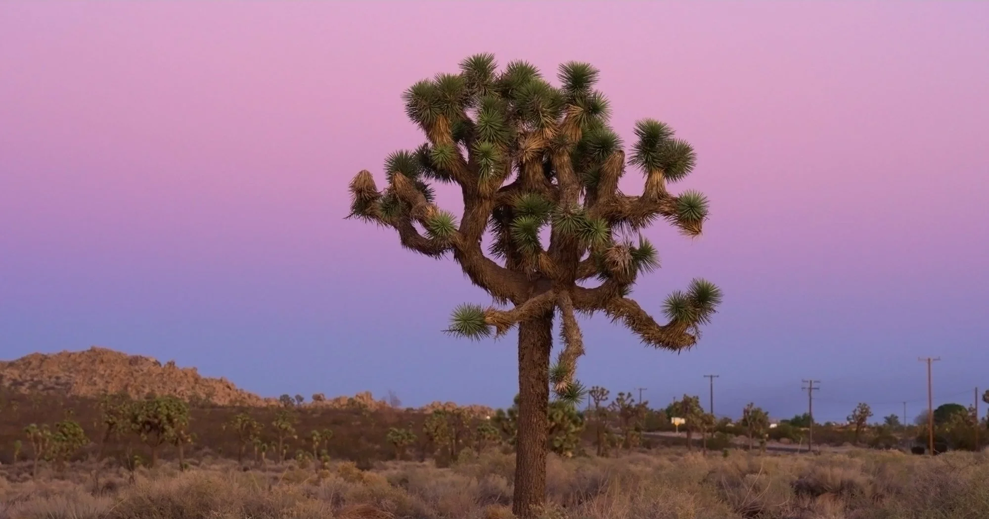 joshua_tree.jpg