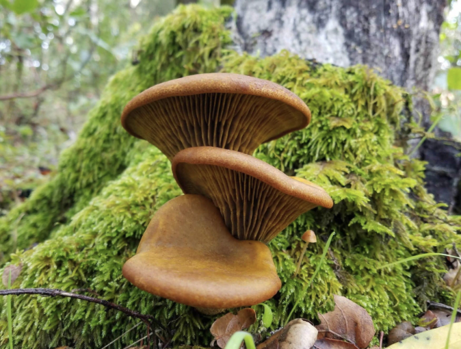 Mushroom Weekend