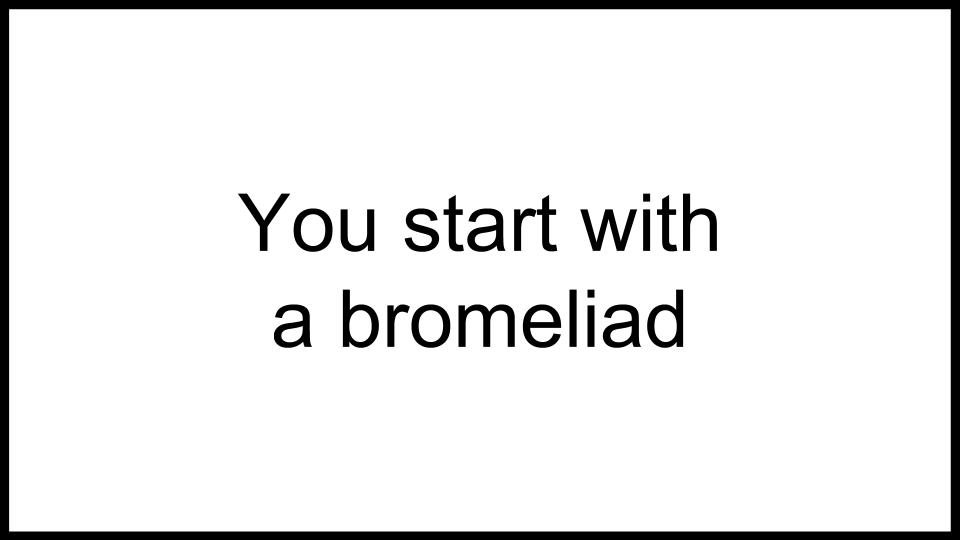 Bromeliad Ecosystem Game Idea (1).jpg