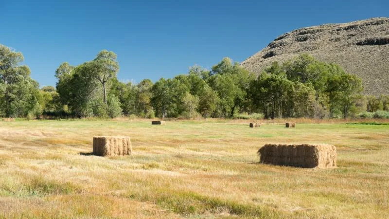 Crowther hay.jpg