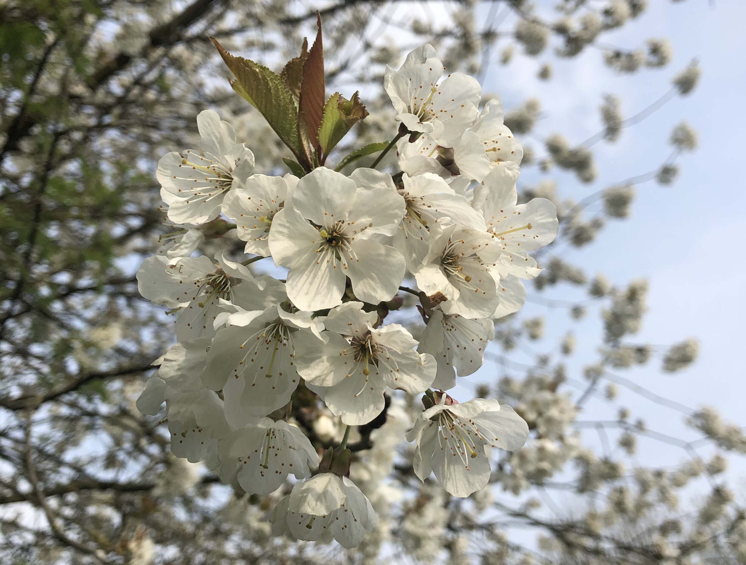 Hanami! 