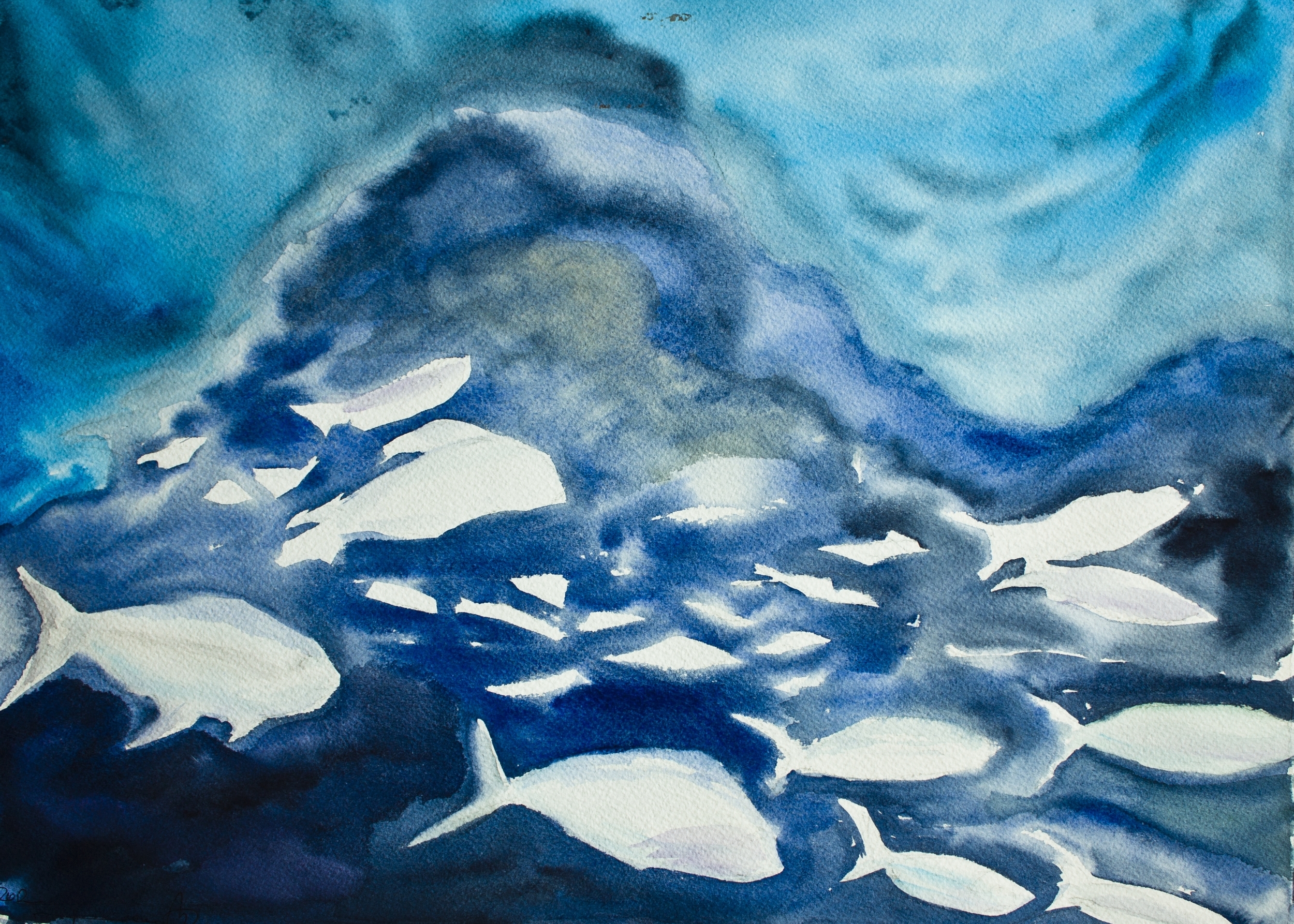 White Fish