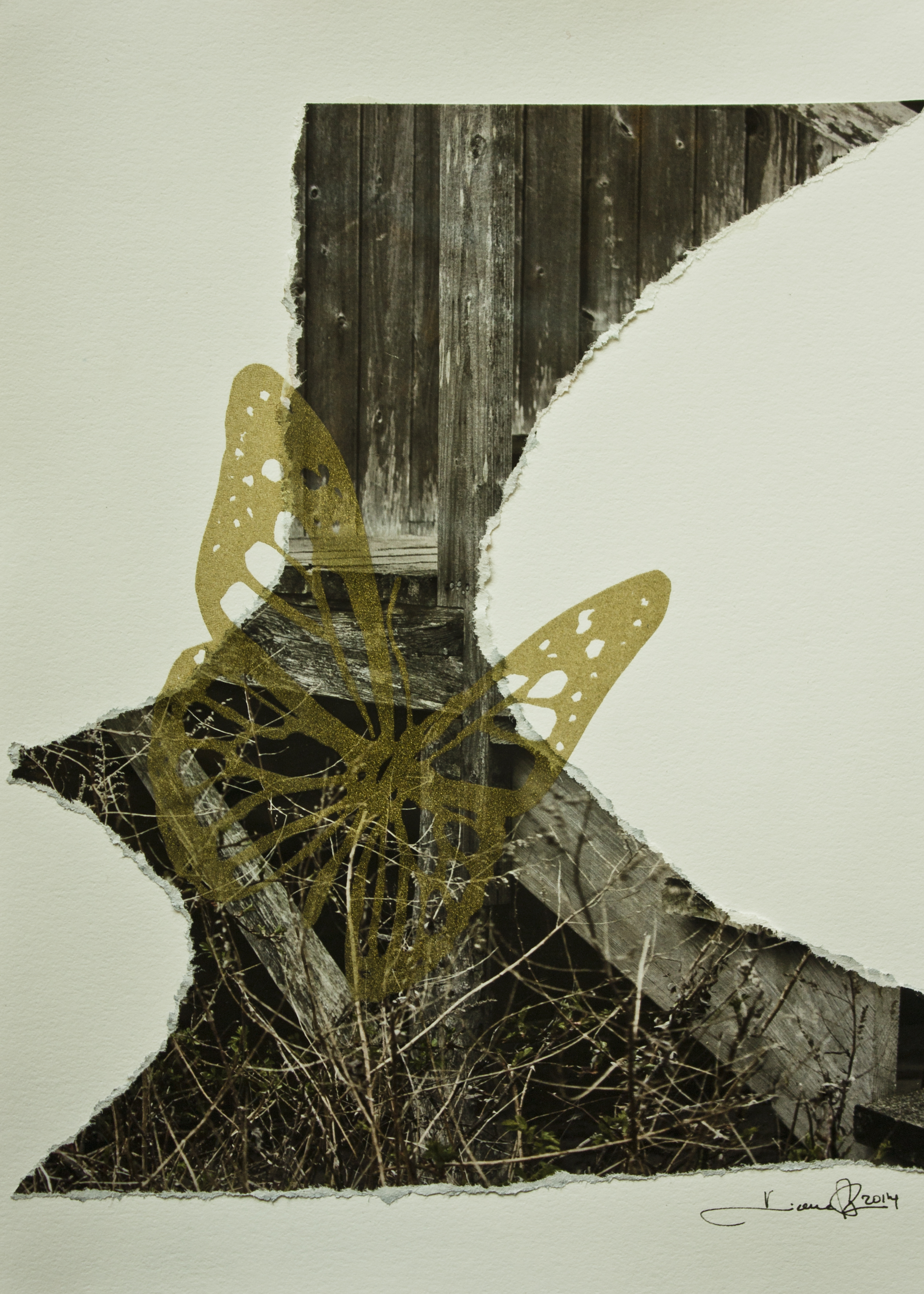 Papillon