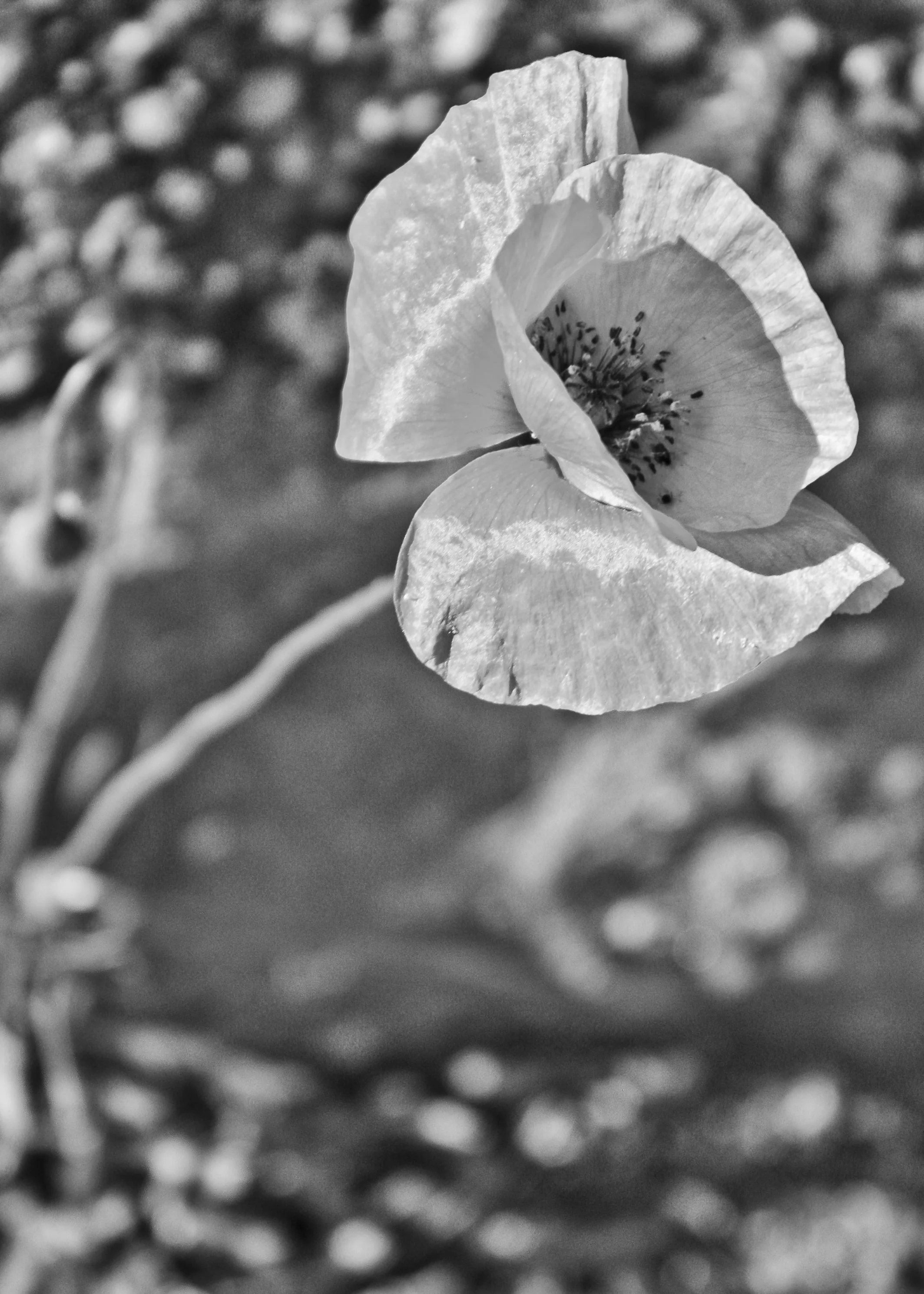 Poppy BW