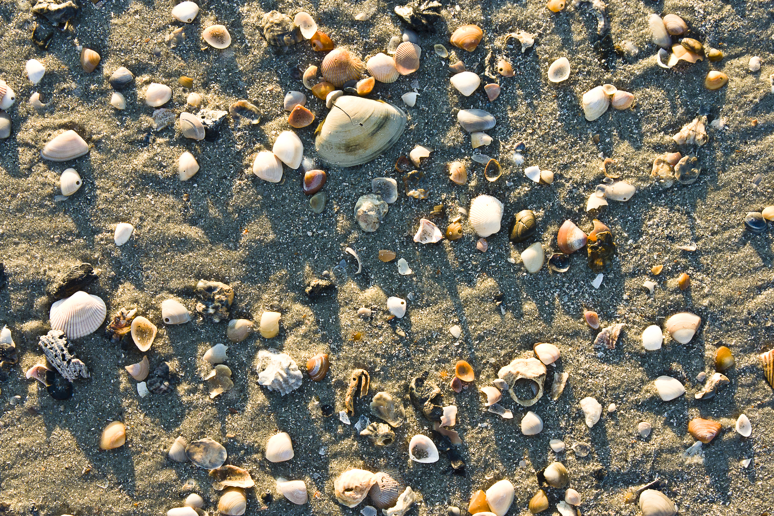 Shells