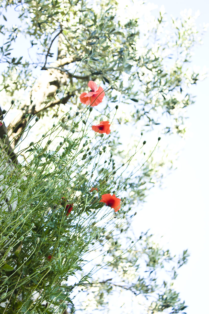 Fiesole Poppy