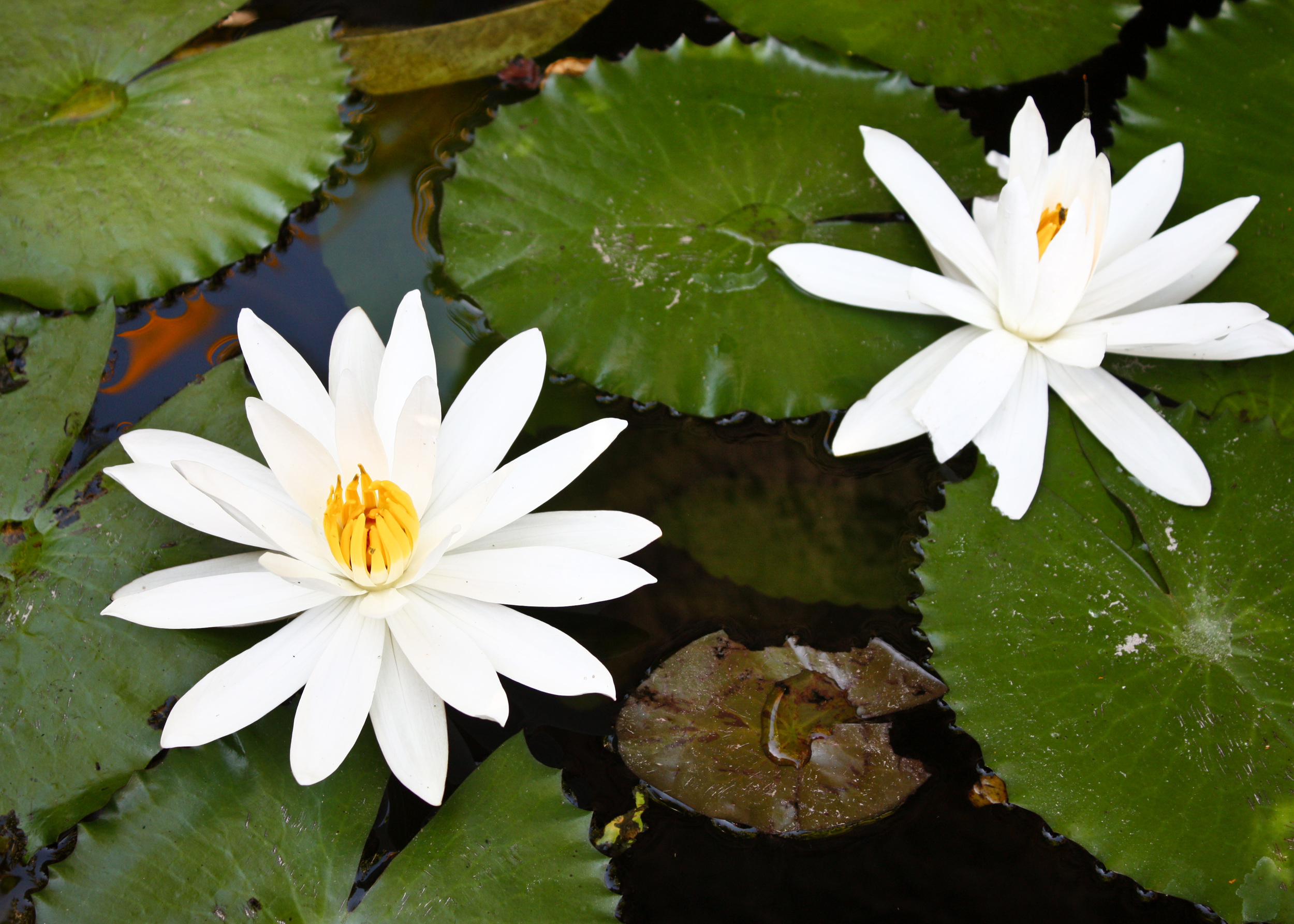 Bali Lotus