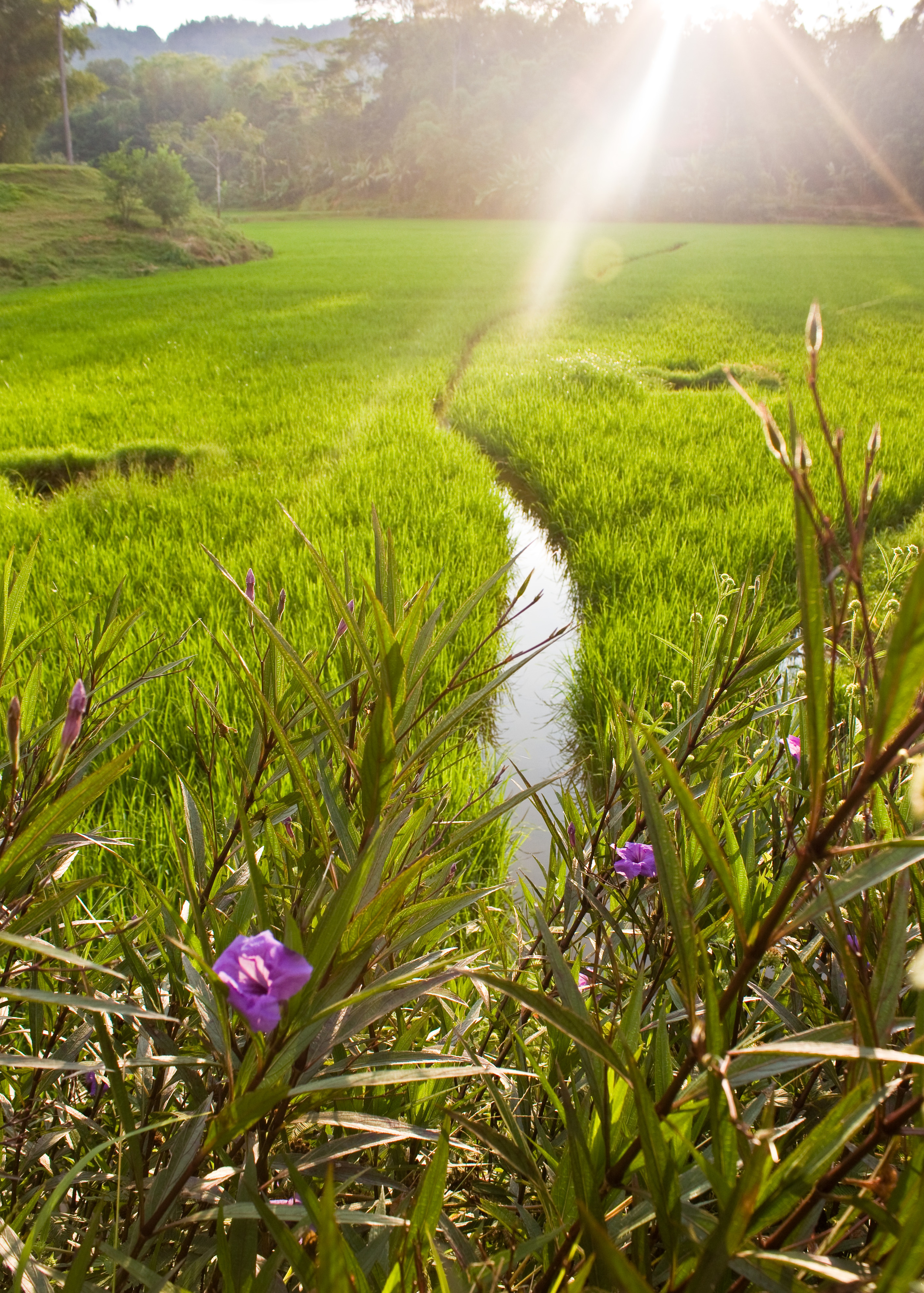Sulawesi Rice Field