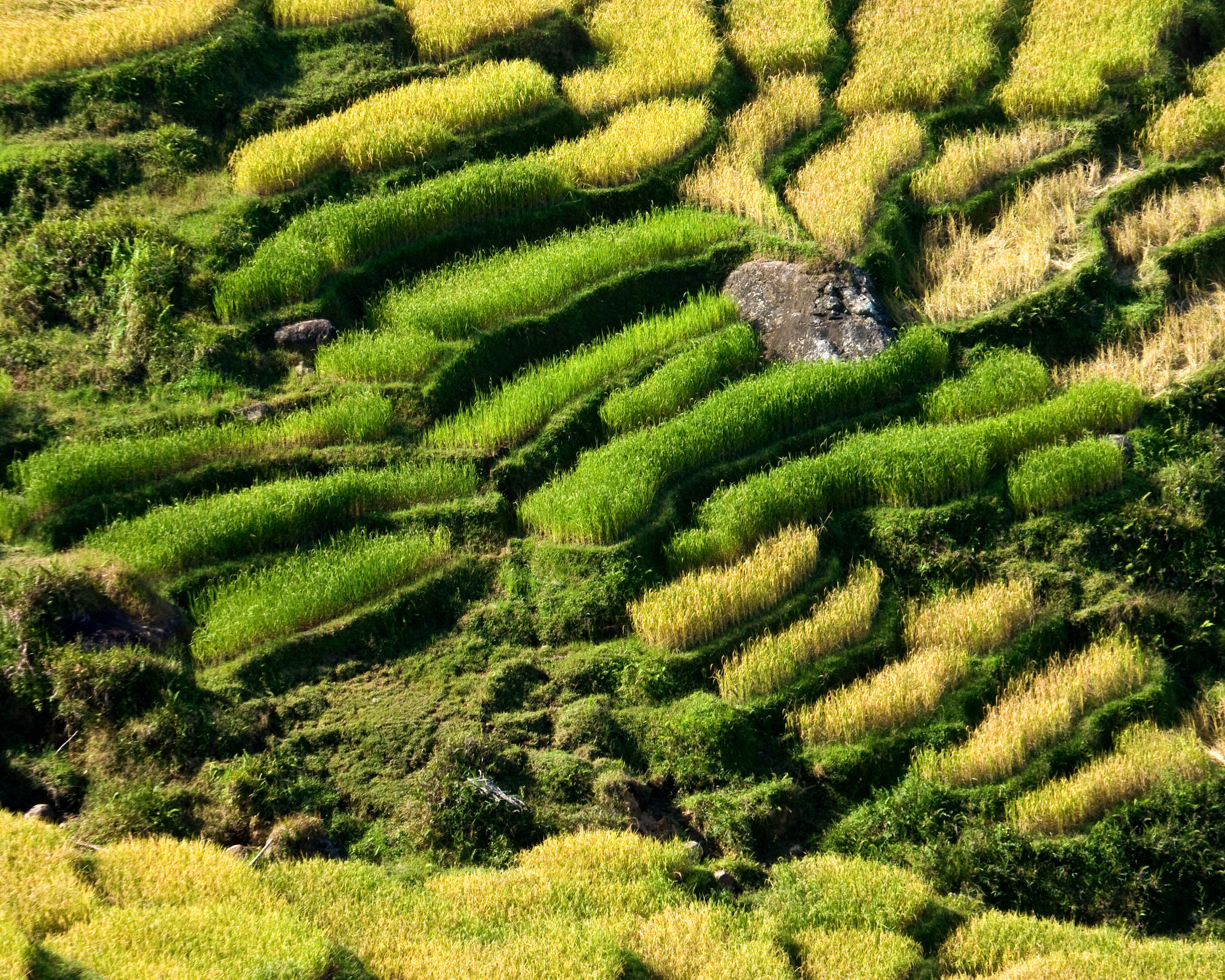 Bali Rice Fields