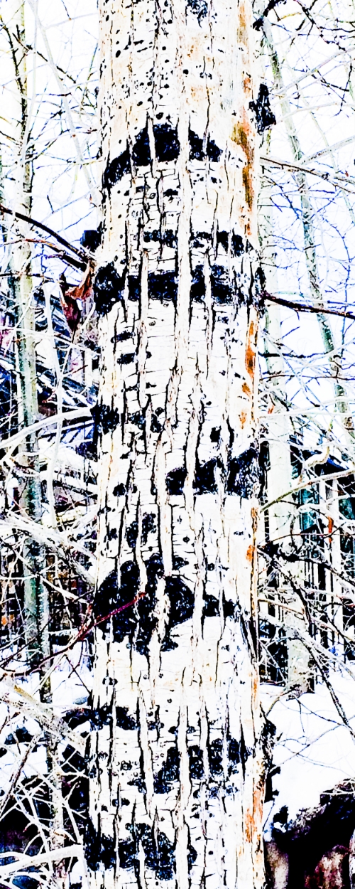 Bark 1