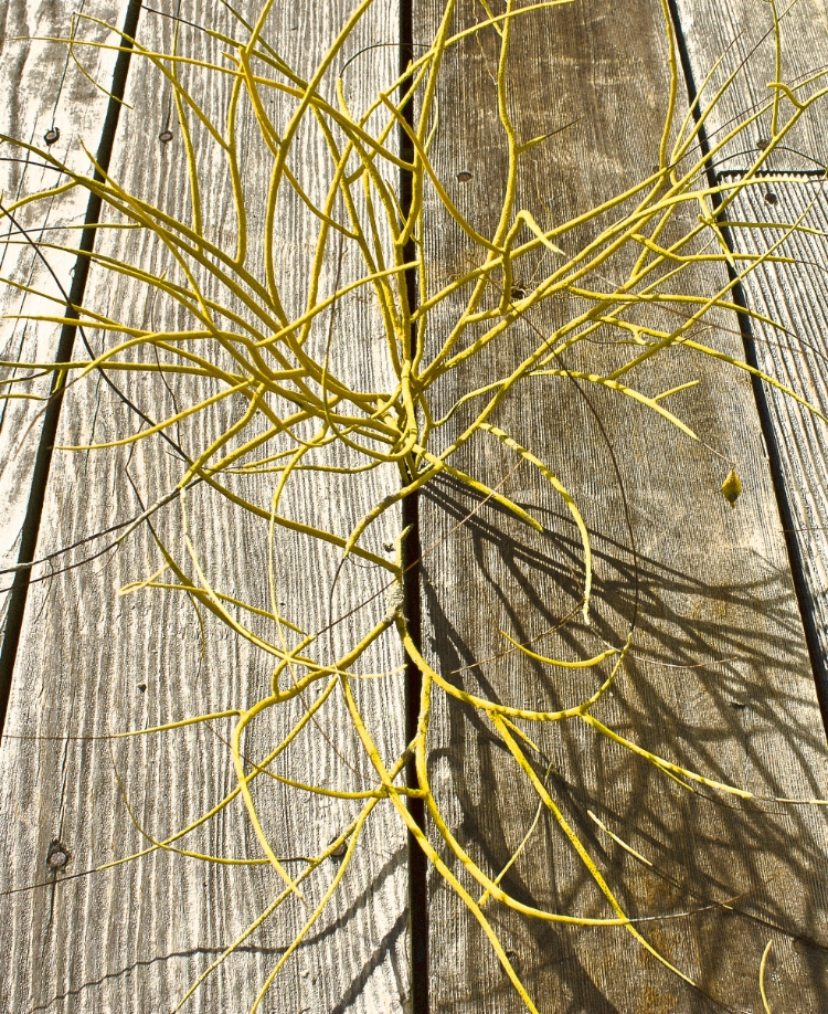 Seaweed Grain