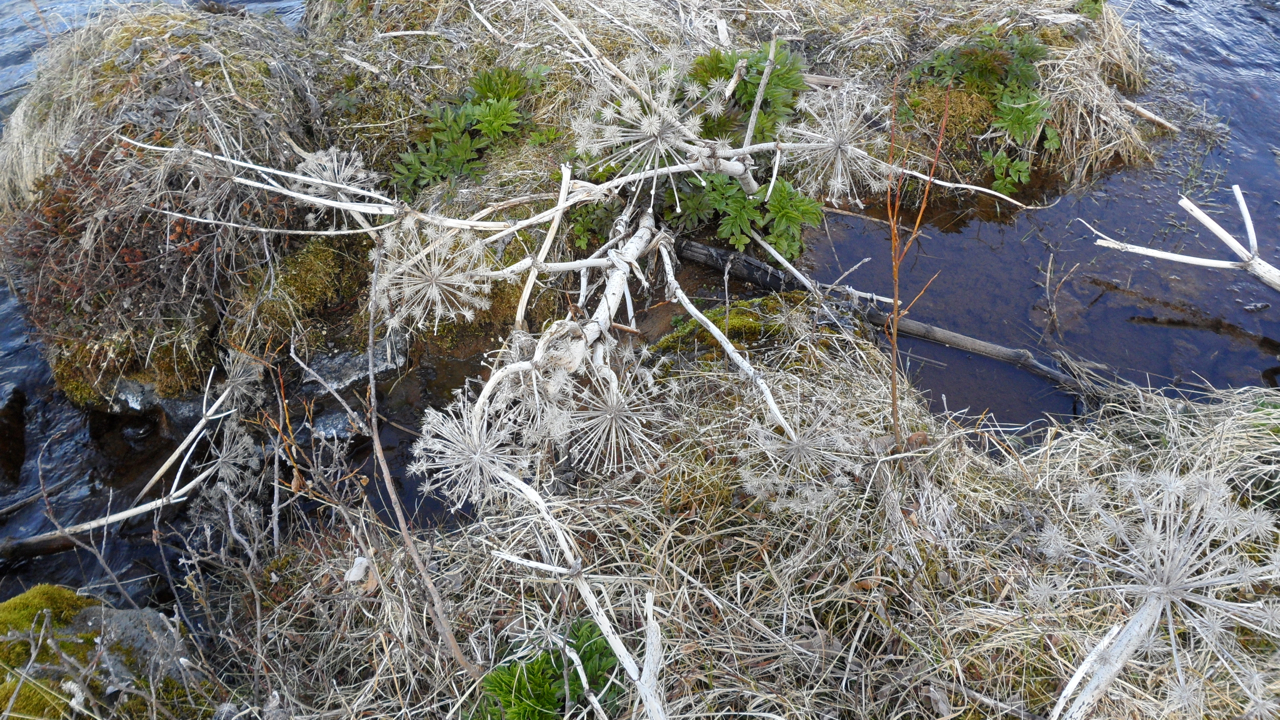 These plants reminded me of snowflakes.