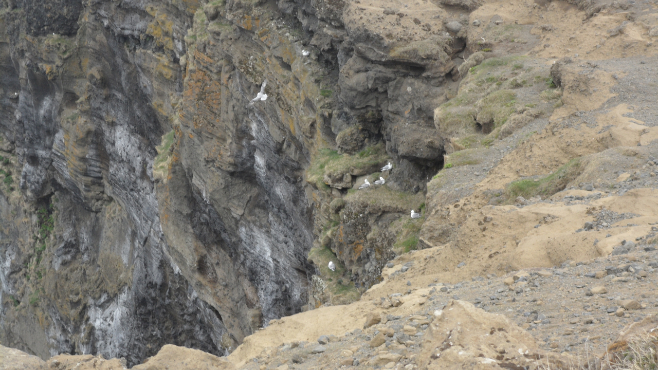 We saw lots more cliff-dwelling birds, but no puffins.