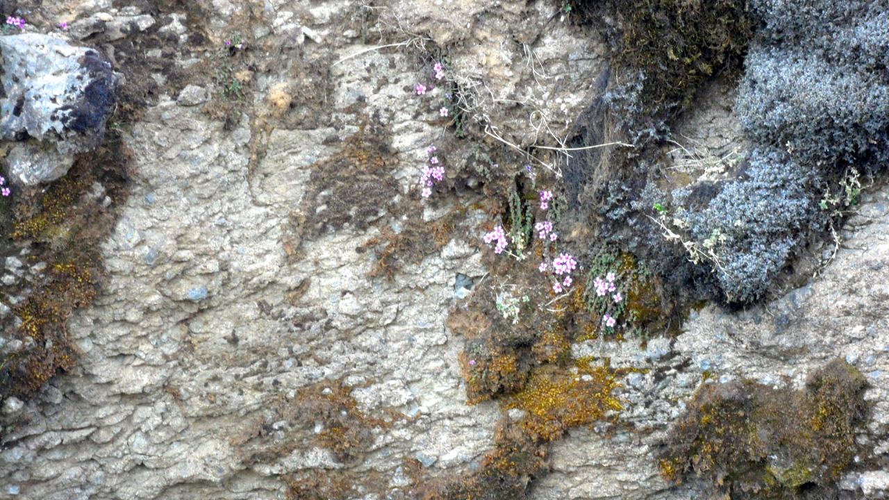 Tiny flowers growing on a cliff wall at Fjaðrárgljúfur,