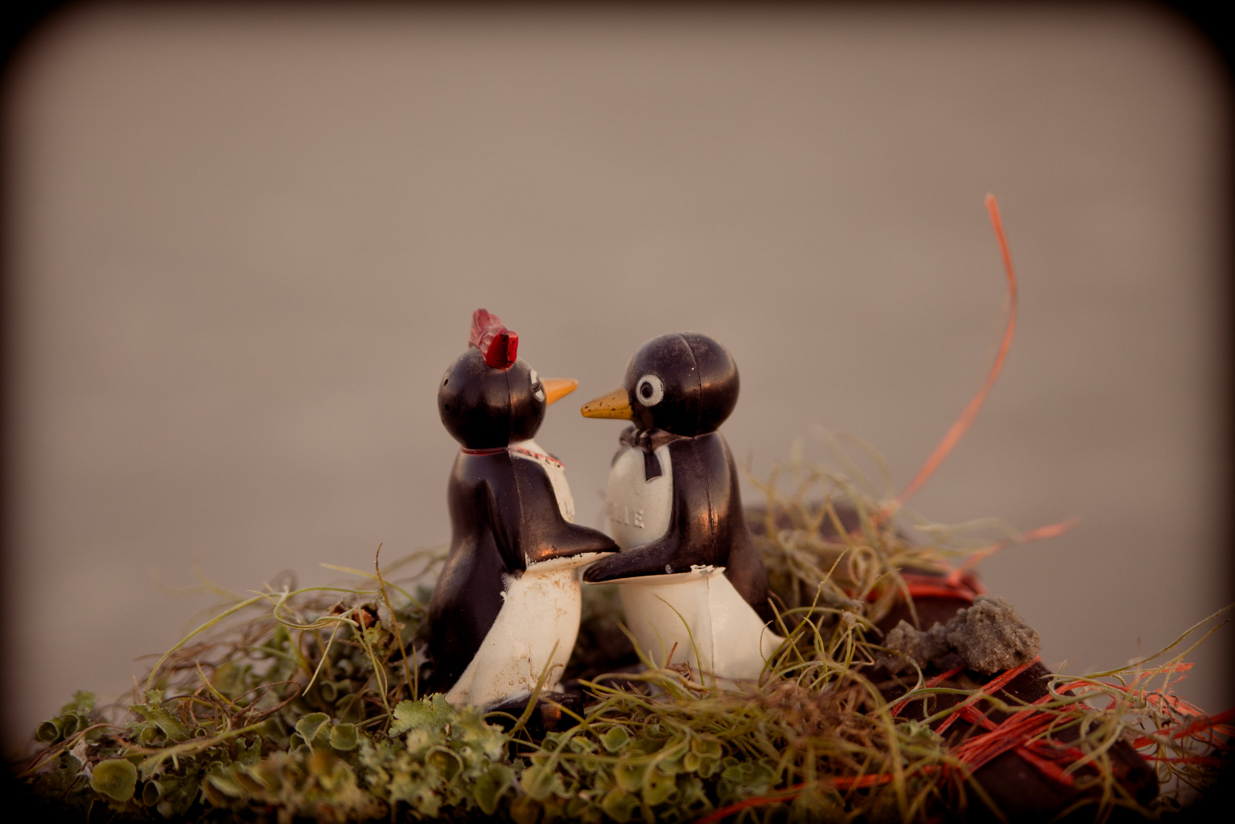milli and willy sitting in a nest....k i s s i n g....first comes love, then comes marriage..