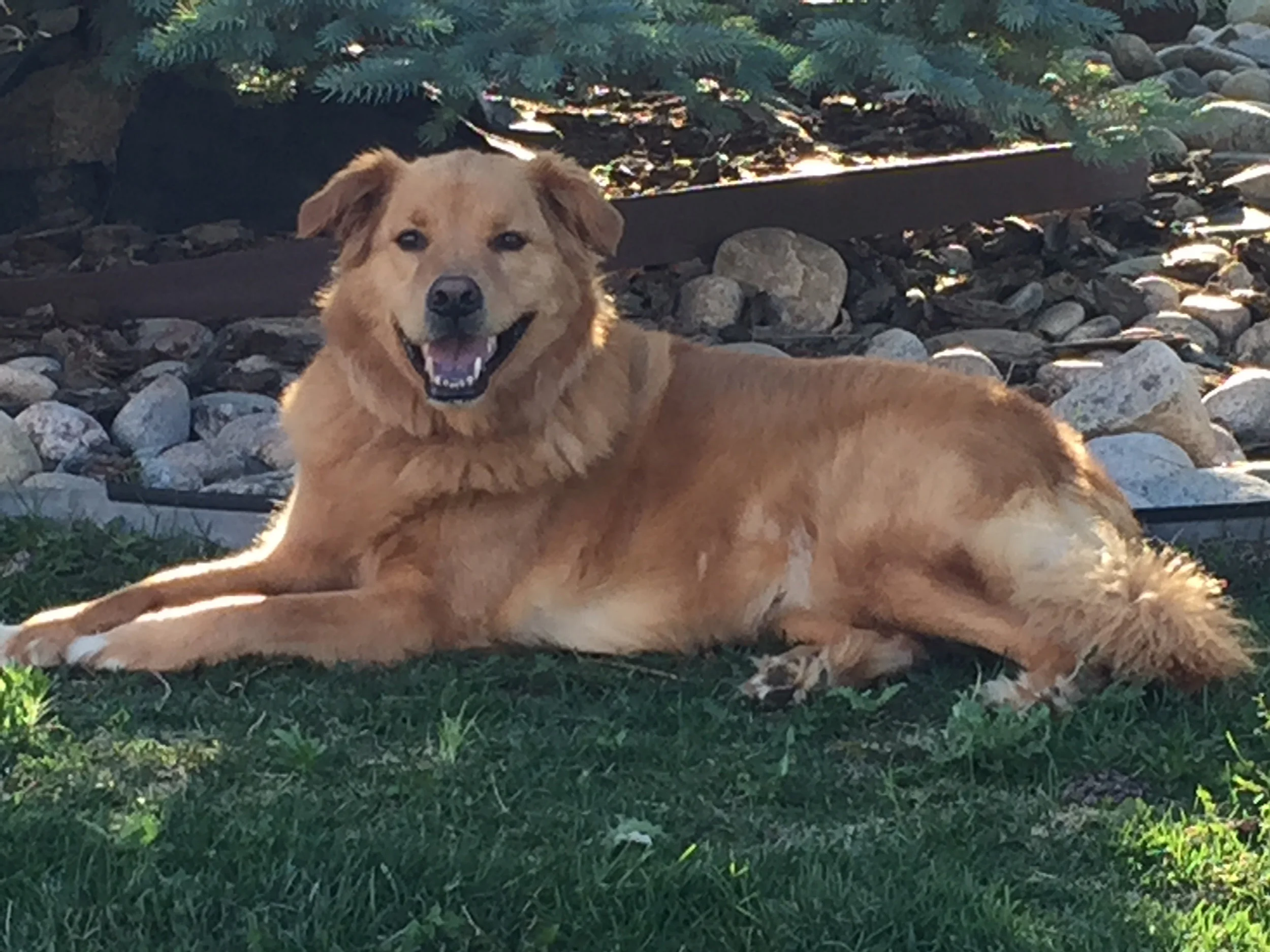 Watson...my friend, my companion, my studio dog