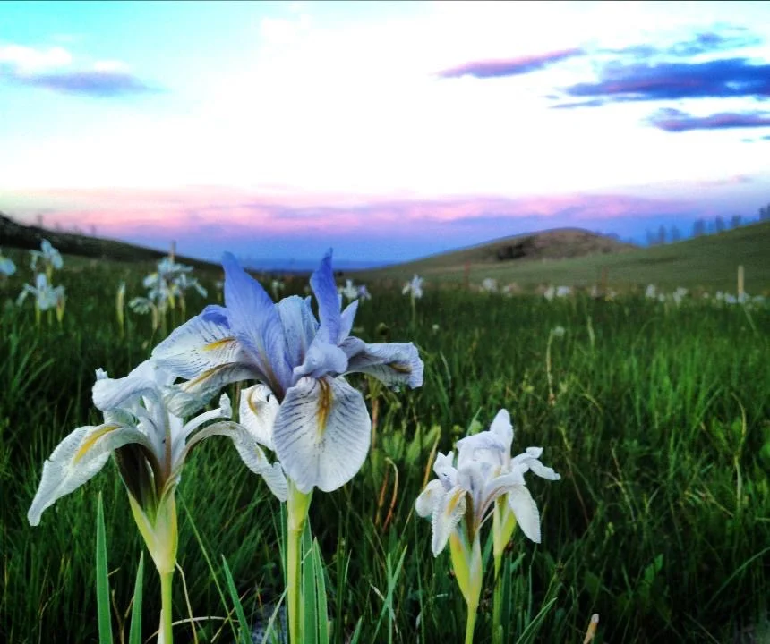 Wild Irises near Wolf Point Lookout June 2013 JR.JPG