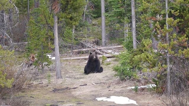 Listen up y&rsquo;all. There are bears out there. Black bears, grizzly bears, Smokey Bears (put your campfires dead out). As higher country is melting, the bears are moving more, they are hungry, &amp; there are cubs. Reminder to be bear aware, carry