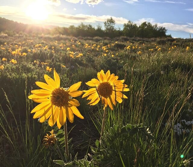 The sign of summer: arrowleaf balsamrooot is flowering in #sinkscanyonstatepark. Stop by WIMS for your summer needs.