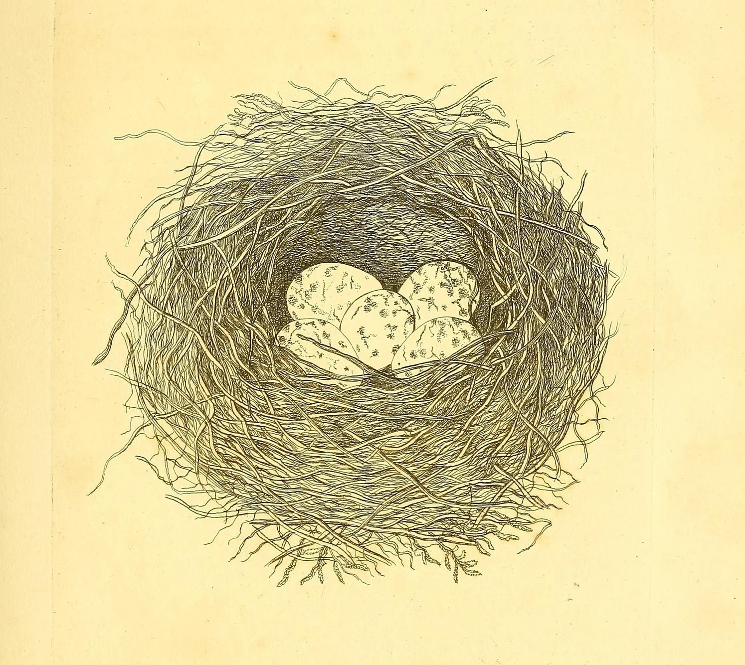 Illustration: Biodiversity Heritage Library
