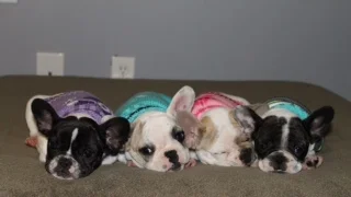 Panda, Peaches, Cupcake, Gump