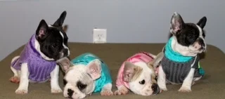 Panda, Peaches, Cupcake, Gump