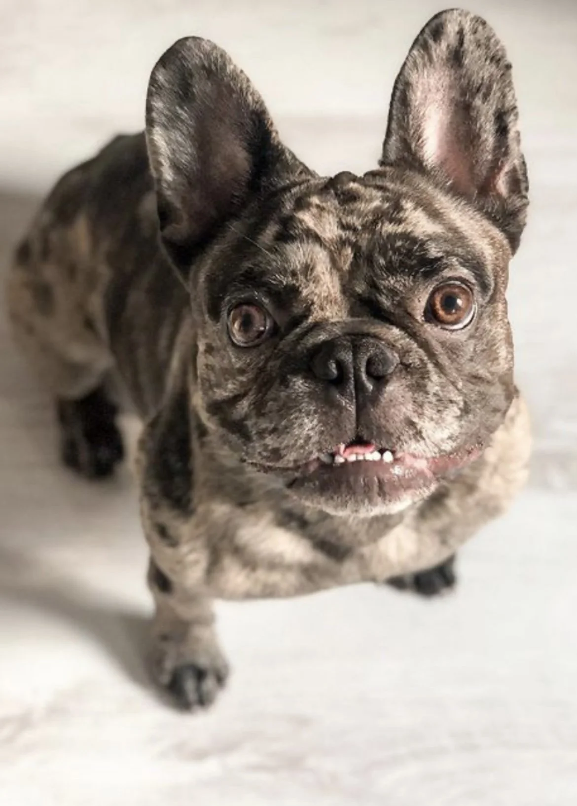 Lacy (Merle)