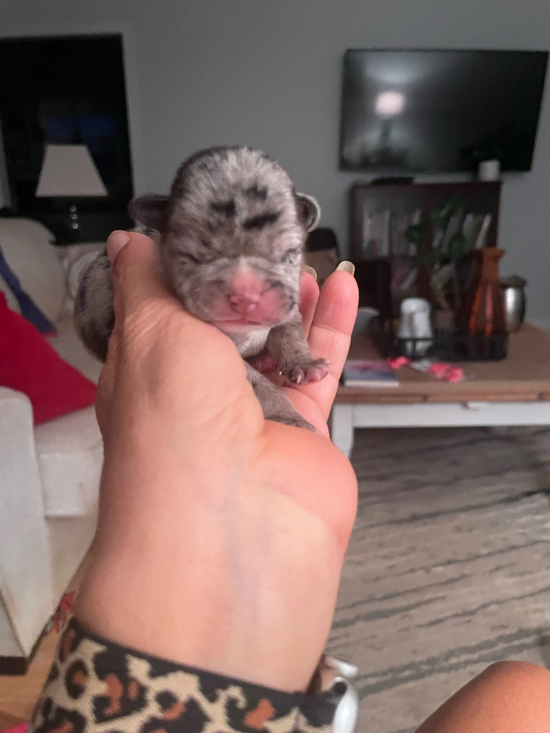 Cupcake $3,000 (on hold)