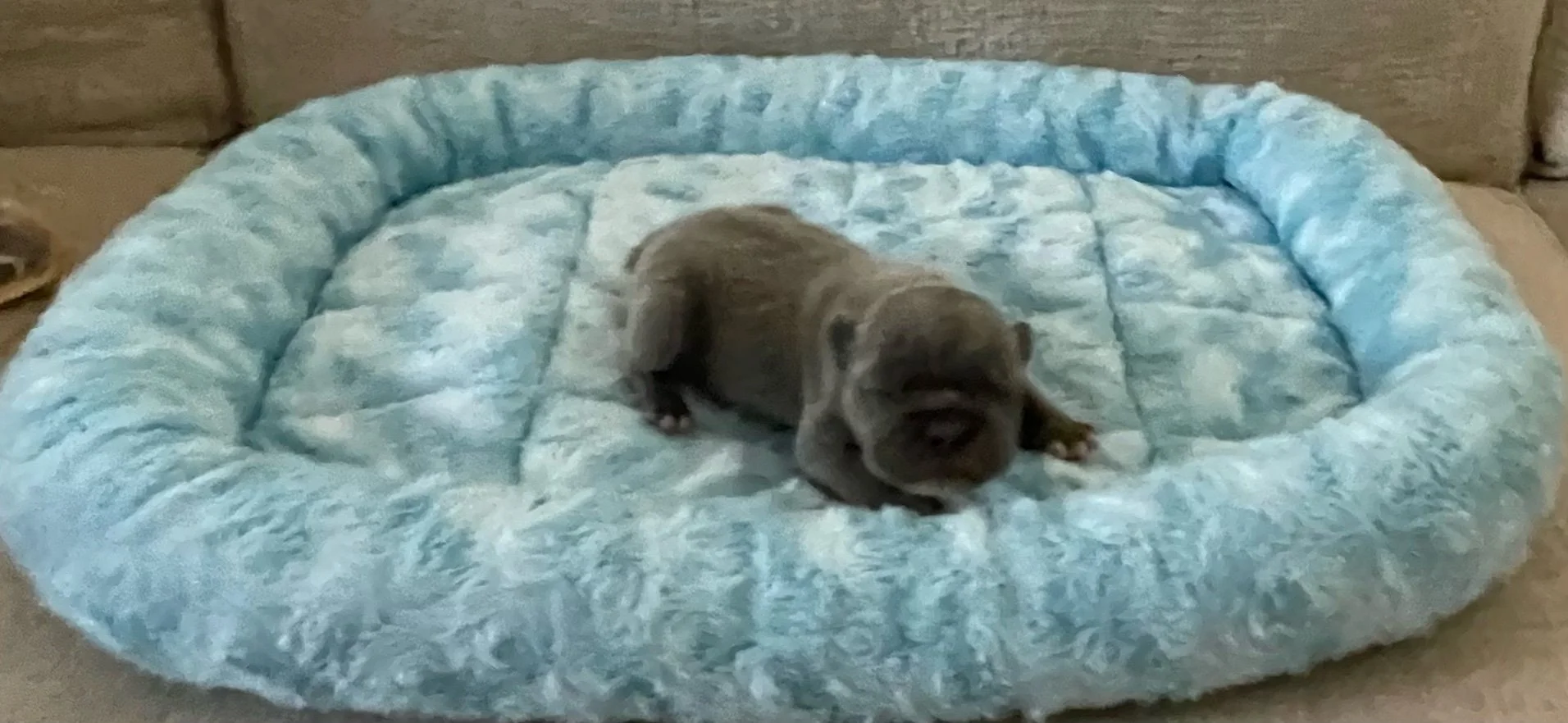 Rocky $2,500 (available)