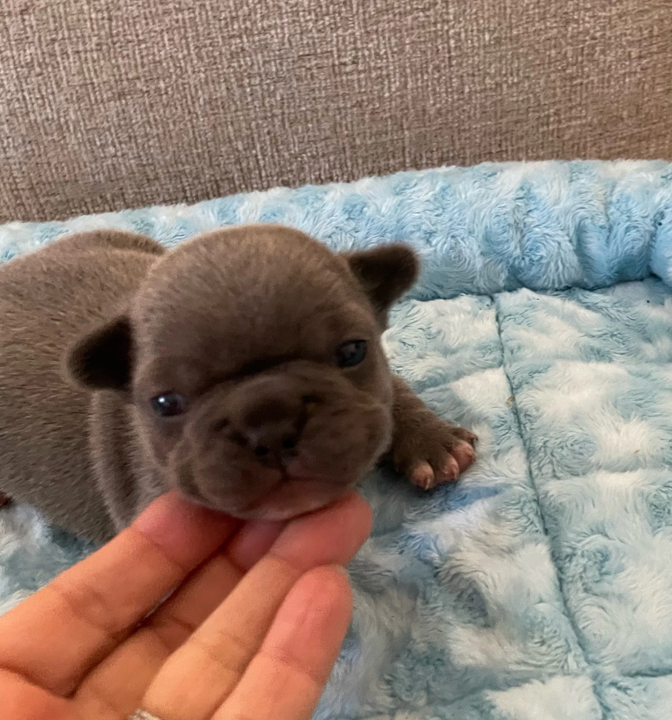 Rocky $2,500 (available)