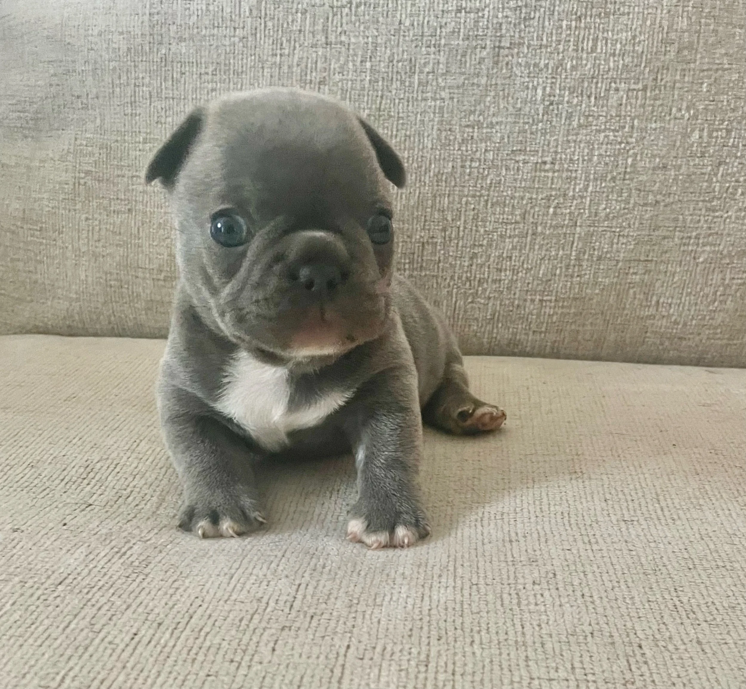 Rocky $2,500 (available)