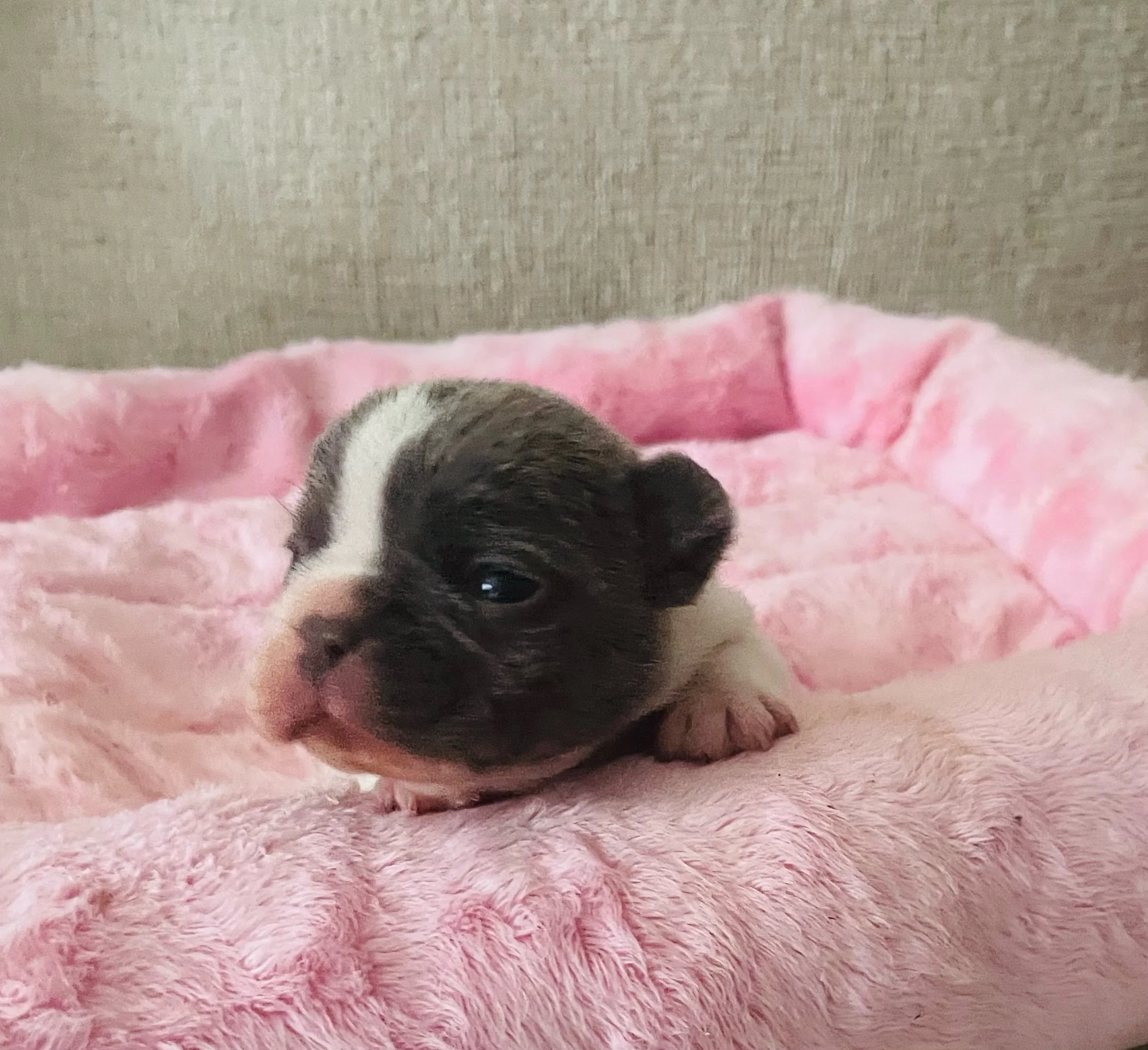 Sadie $3,000 (available)