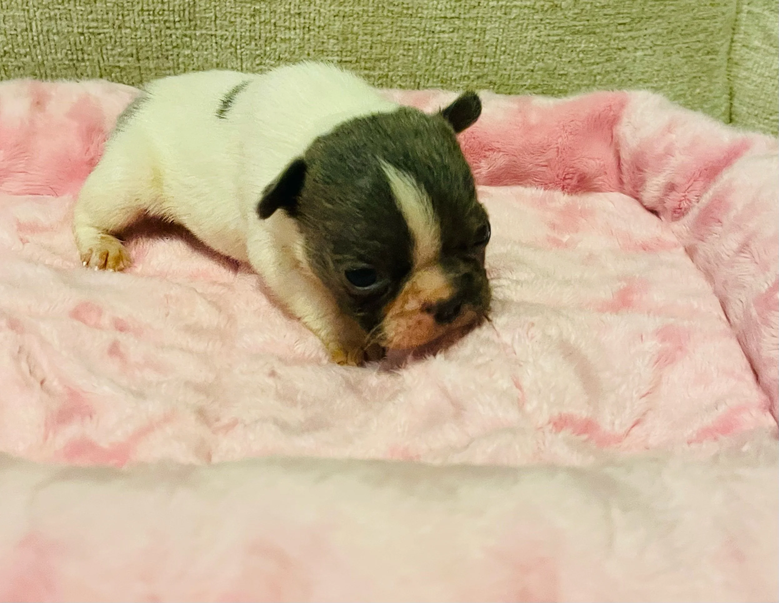 Sadie $2,500 (available)