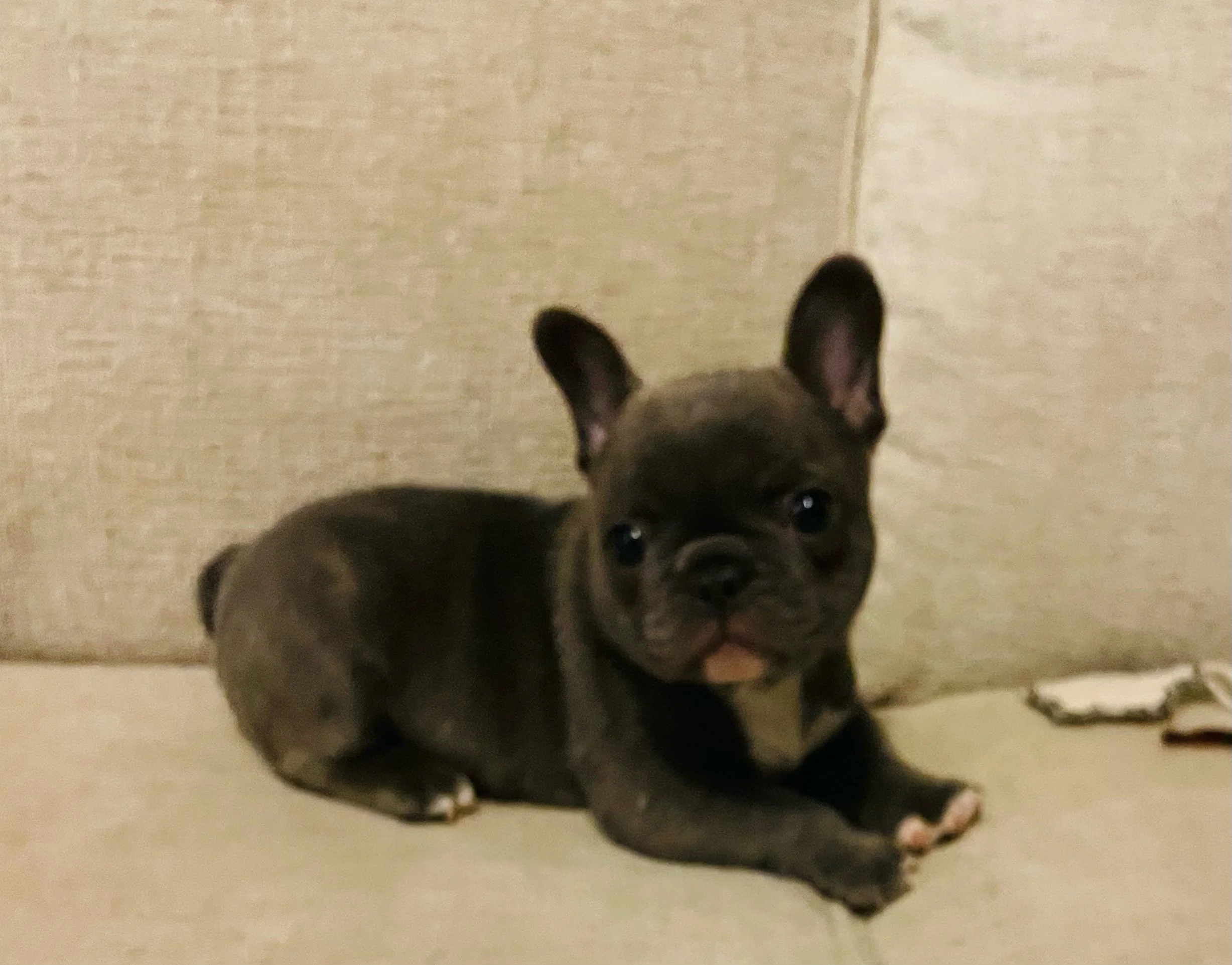 Rocky $2,000 (available)