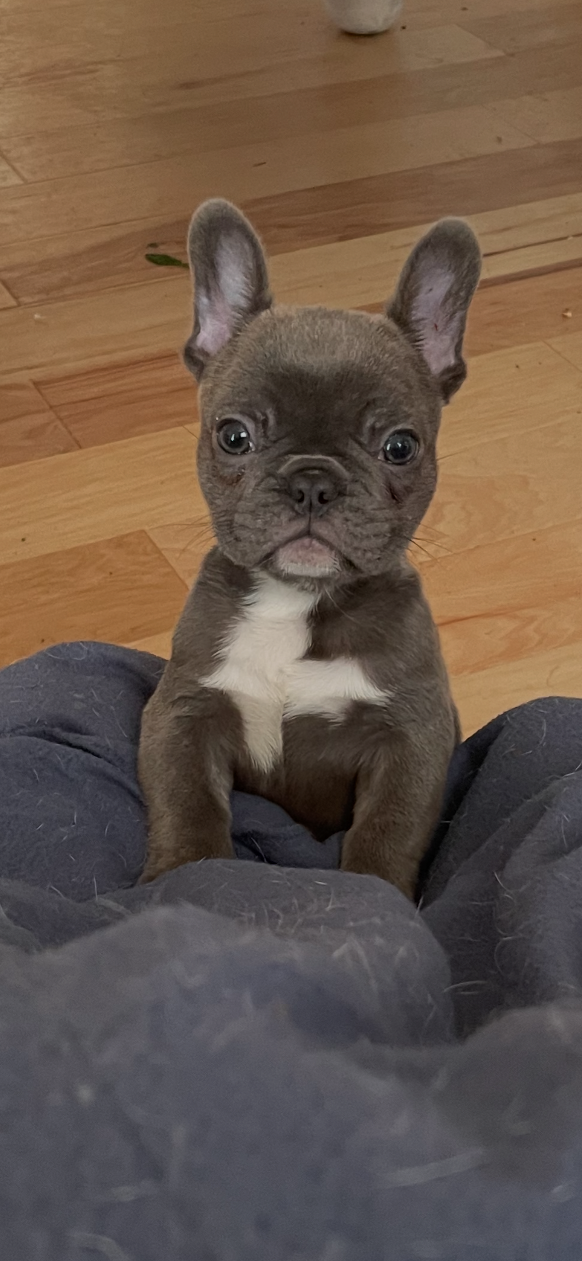 Rocky $2,000 (available)