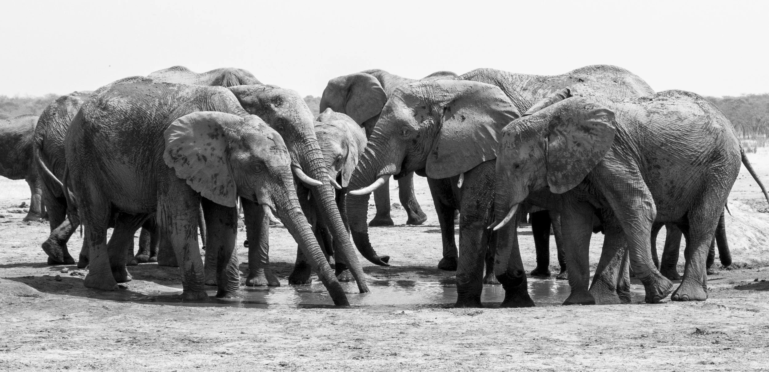 An elephant family at a Hwange watering hole. IMAGE: Shannon Elizabeth