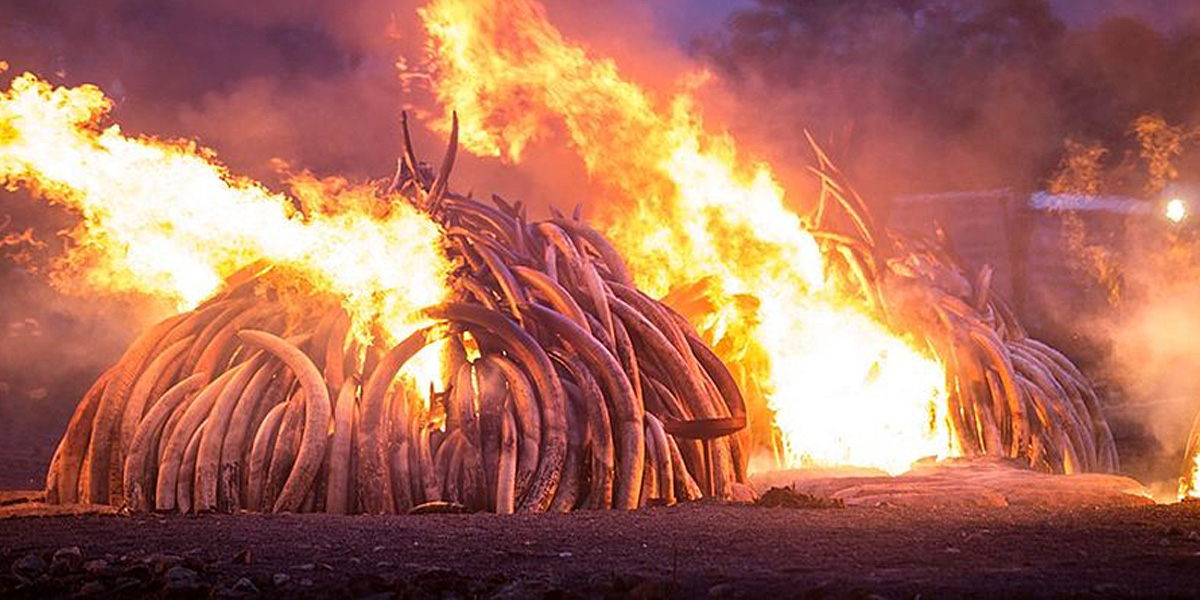 Ivory & Rhino Horn burn in Kenya 2016.