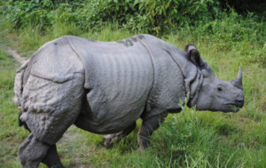 The interactive Rhino Review which includes all five living species in Africa and Asia, will be out later in the year. Image: Wikimedia Commons / Krish Dulal