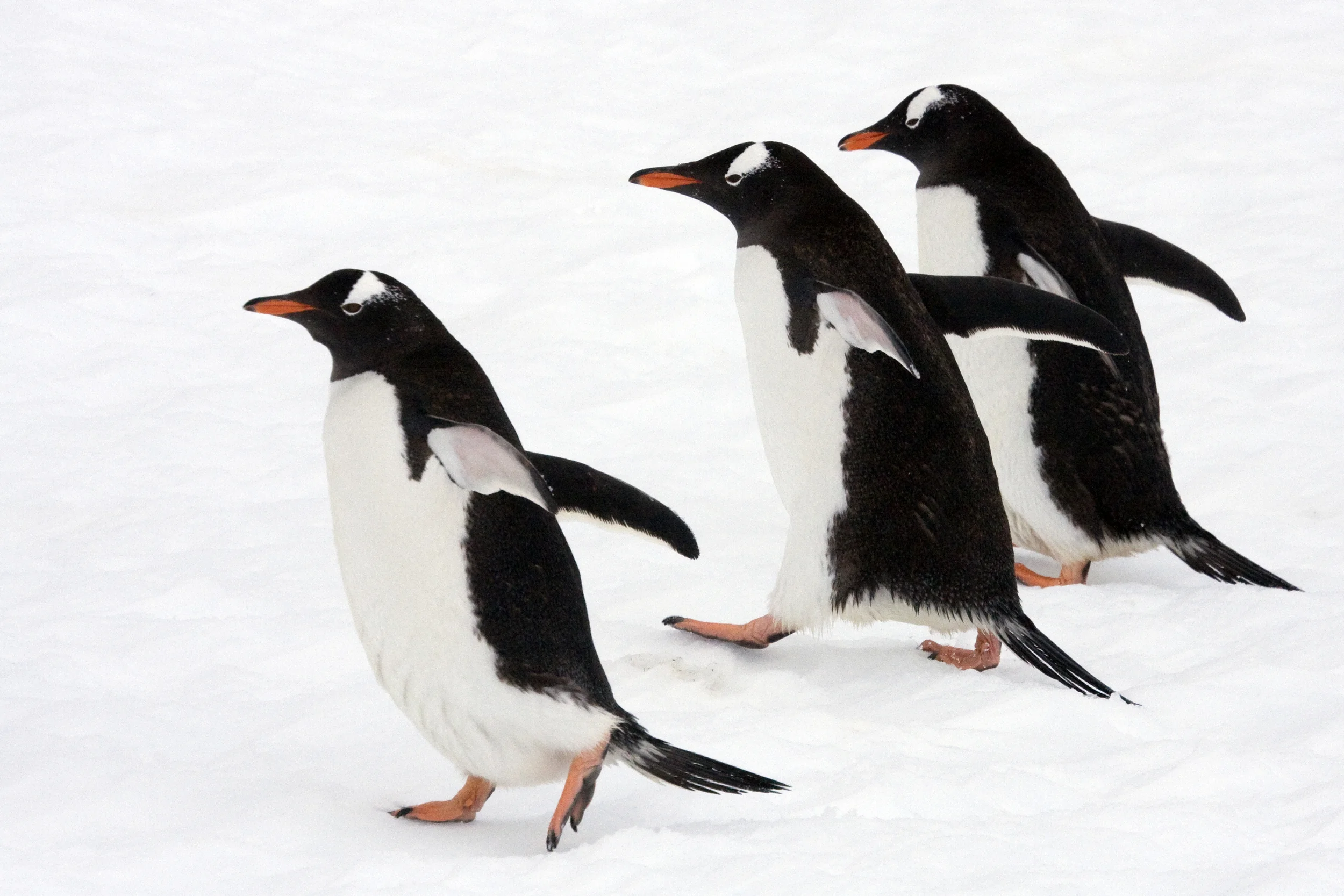 Antarctica