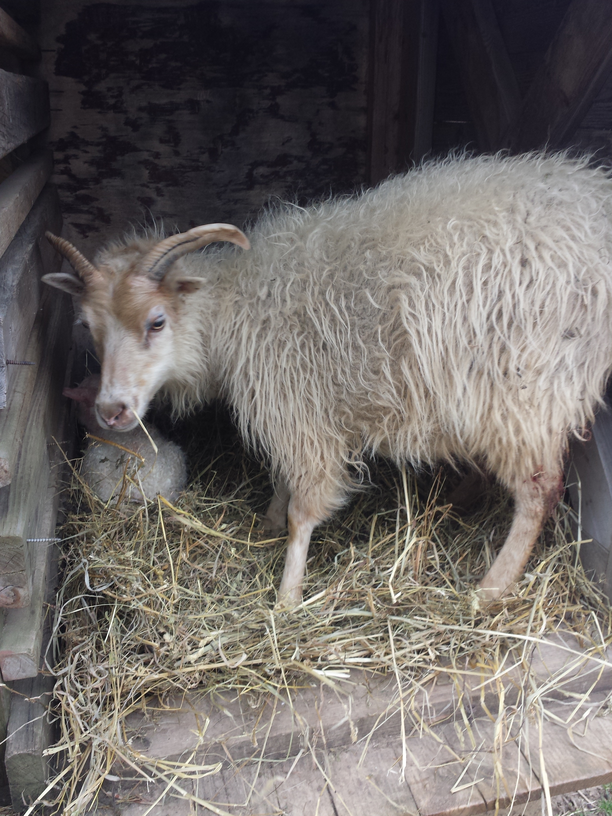Purl and Akoya, April 2015