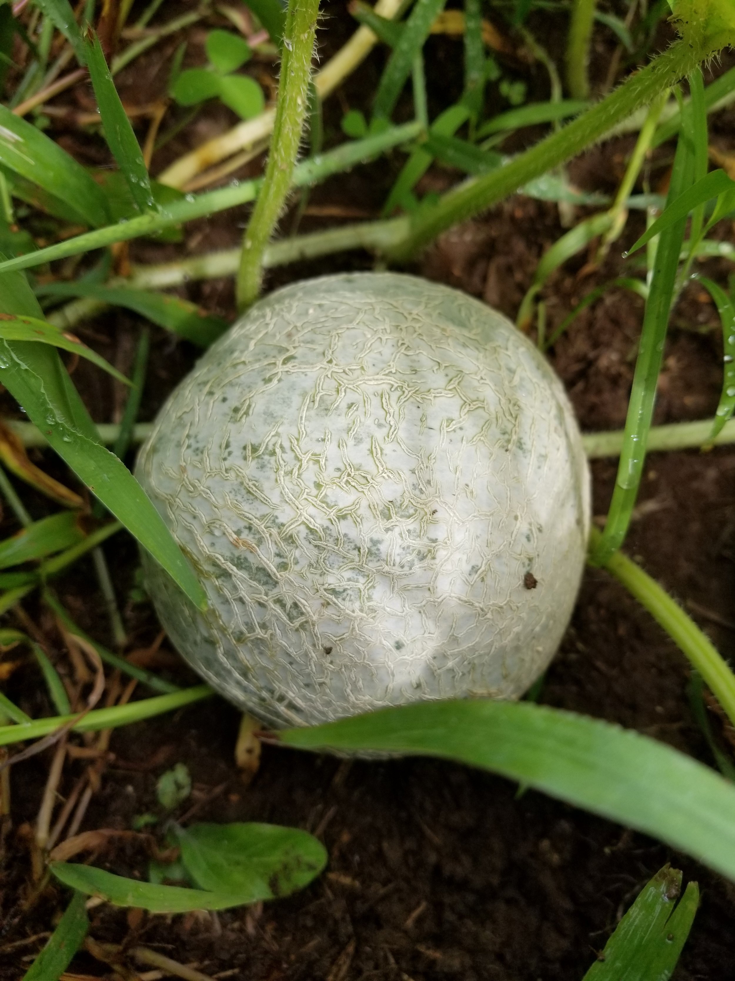 Homegrown Canteloupe
