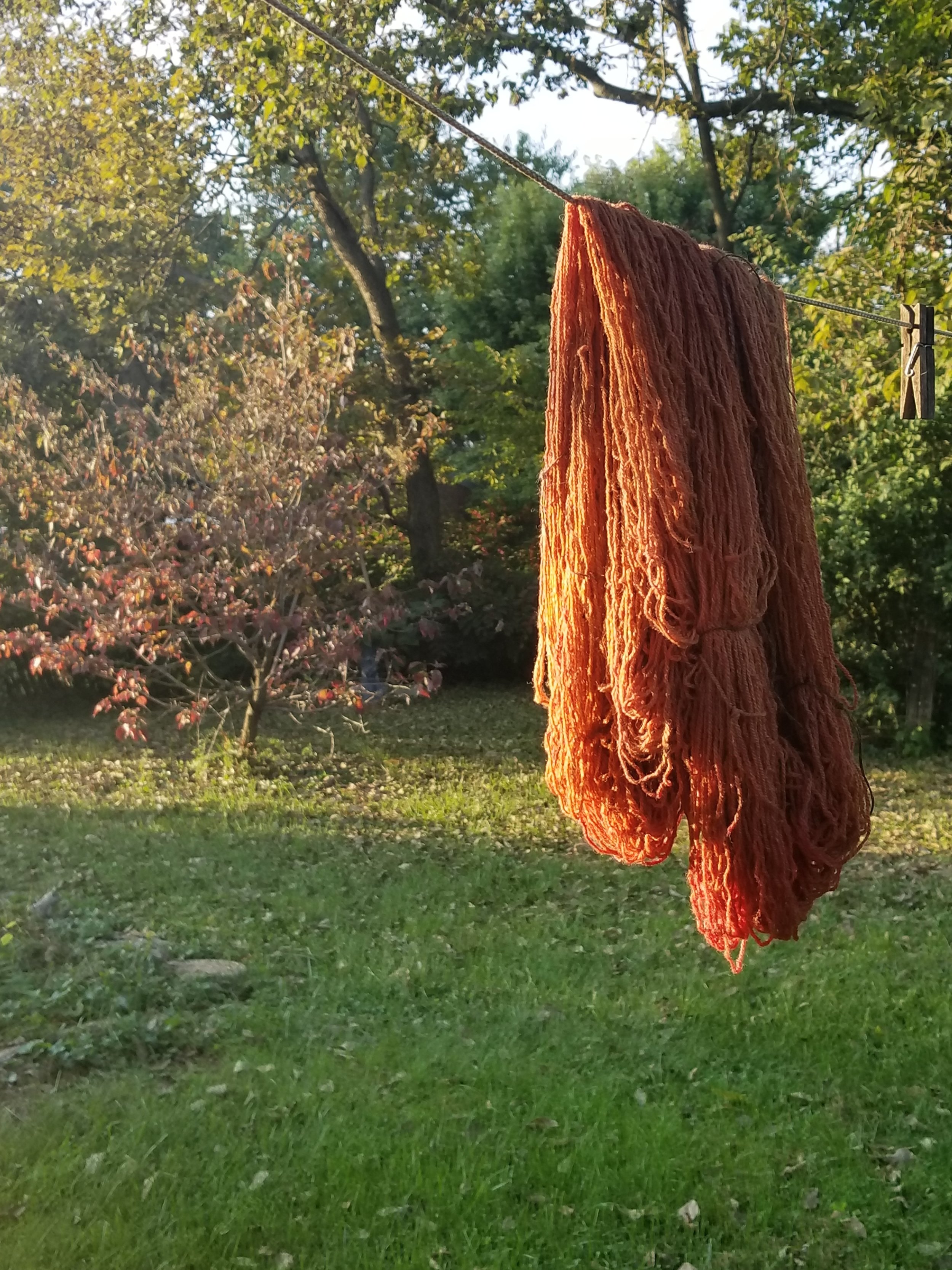 Natural dyed yarn
