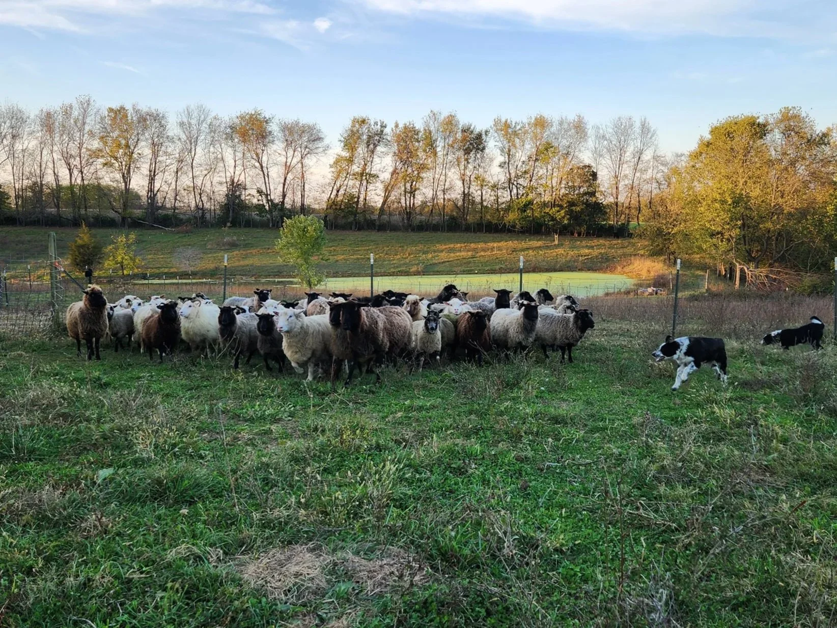 Ballyhoo Farm & Fiber Emporium