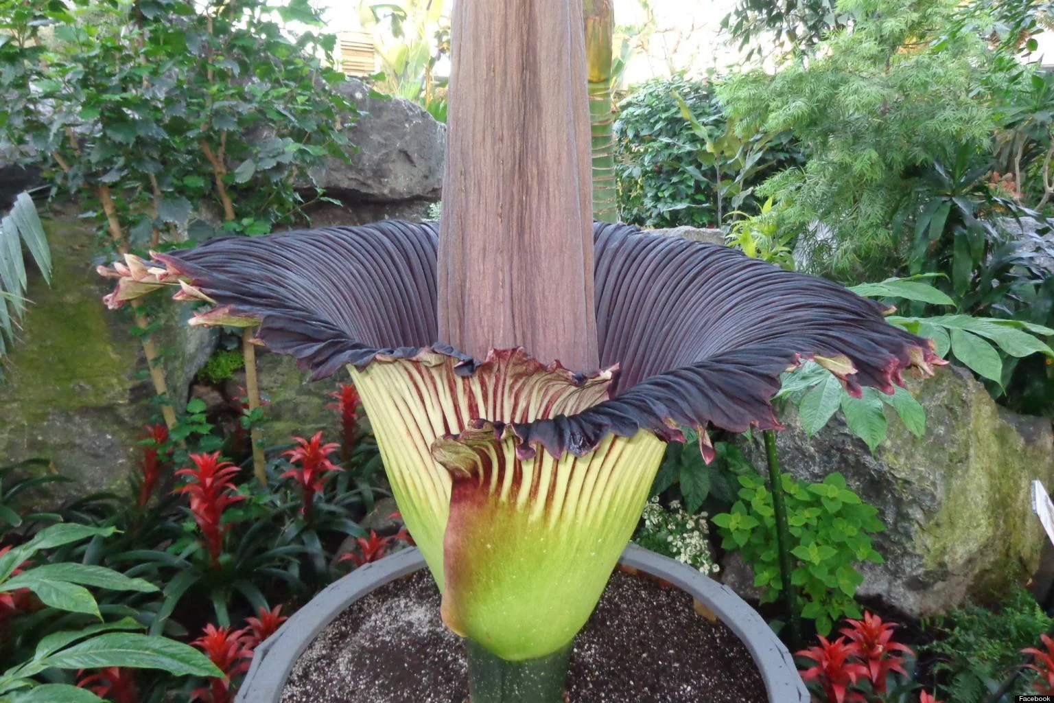Corpse Flower