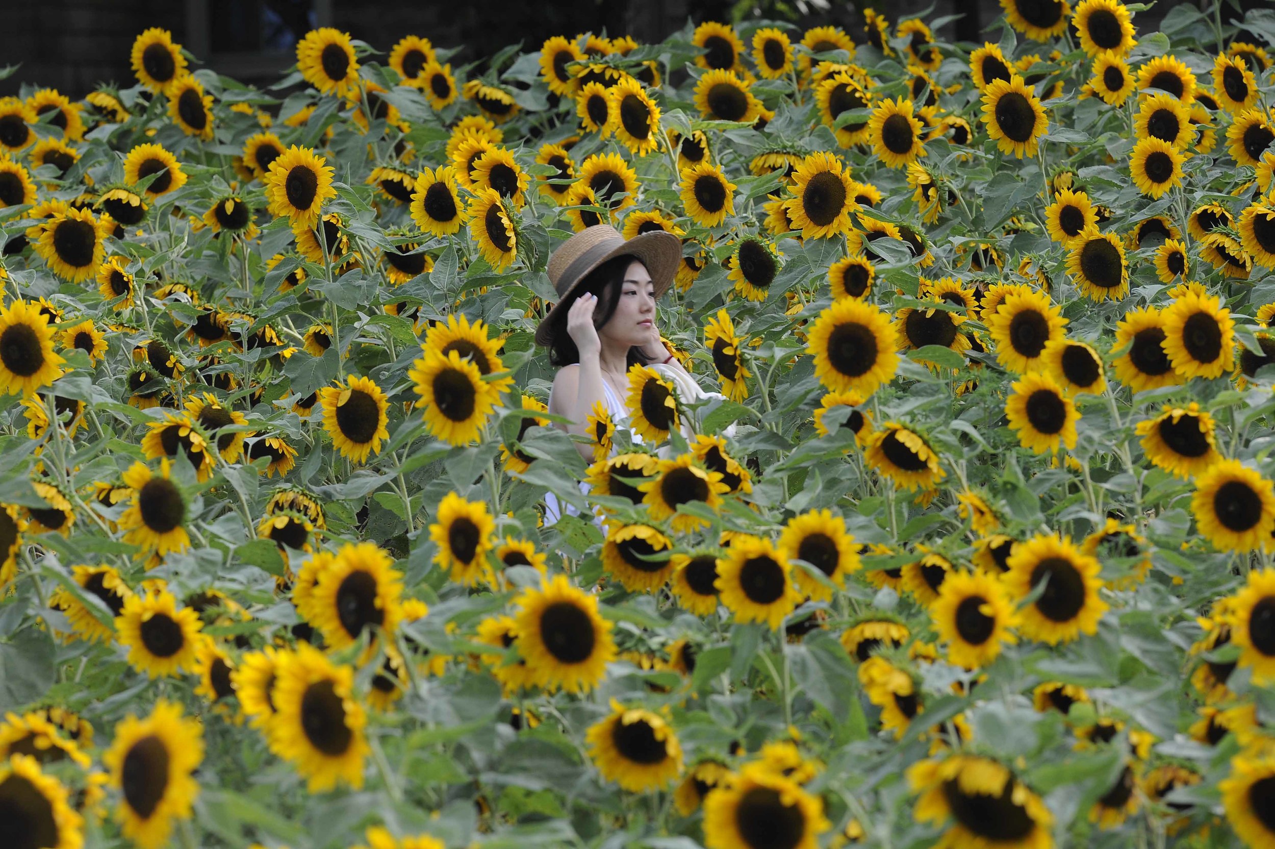  Mihoe among sun flowers in East Moriches, NY. 