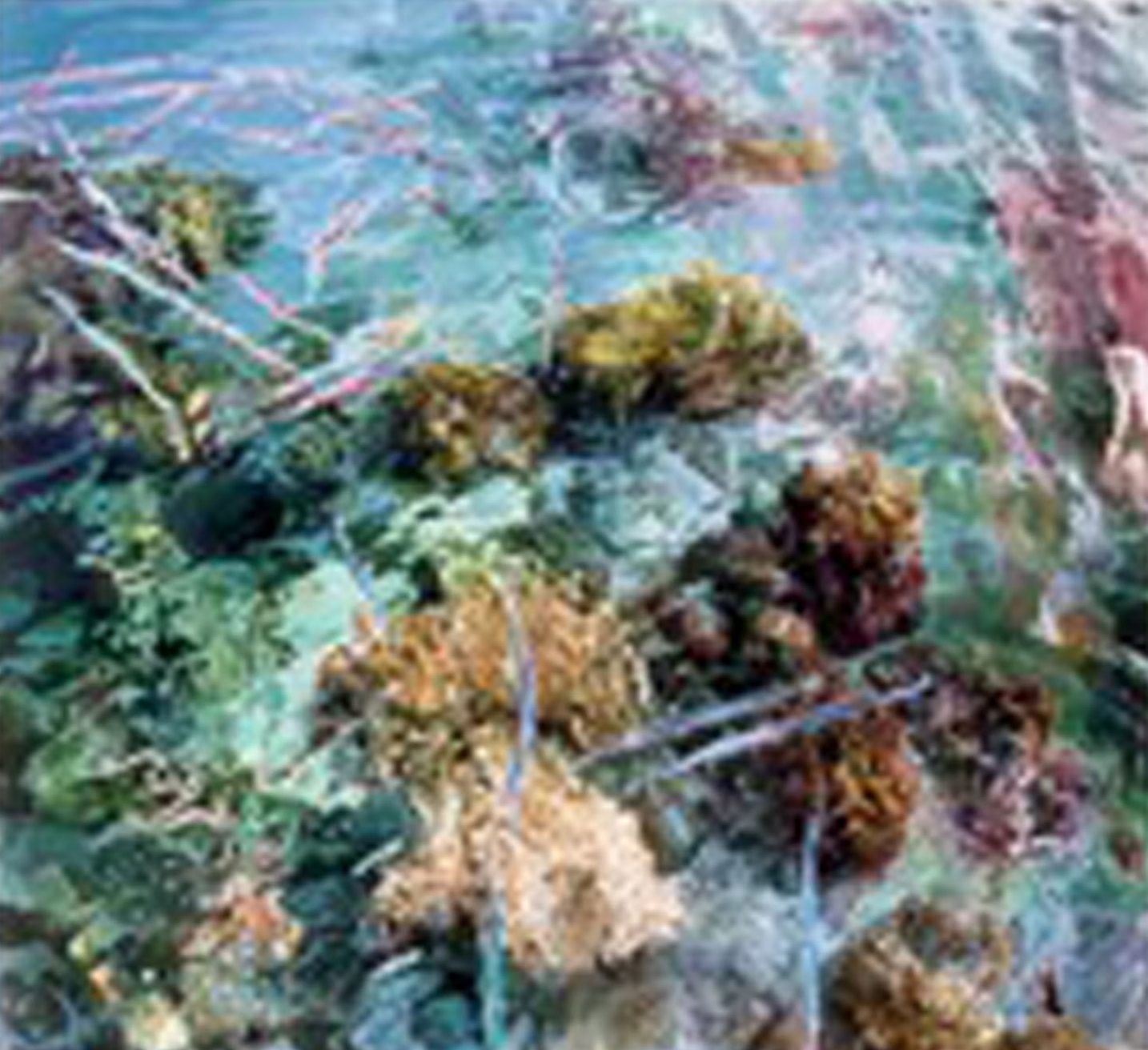 "Coral view, Turtle Island"