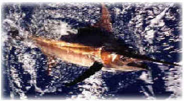 Hawaii Golden Marlin